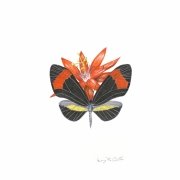 Black and Red Butterfly