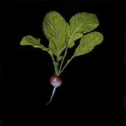 Radish